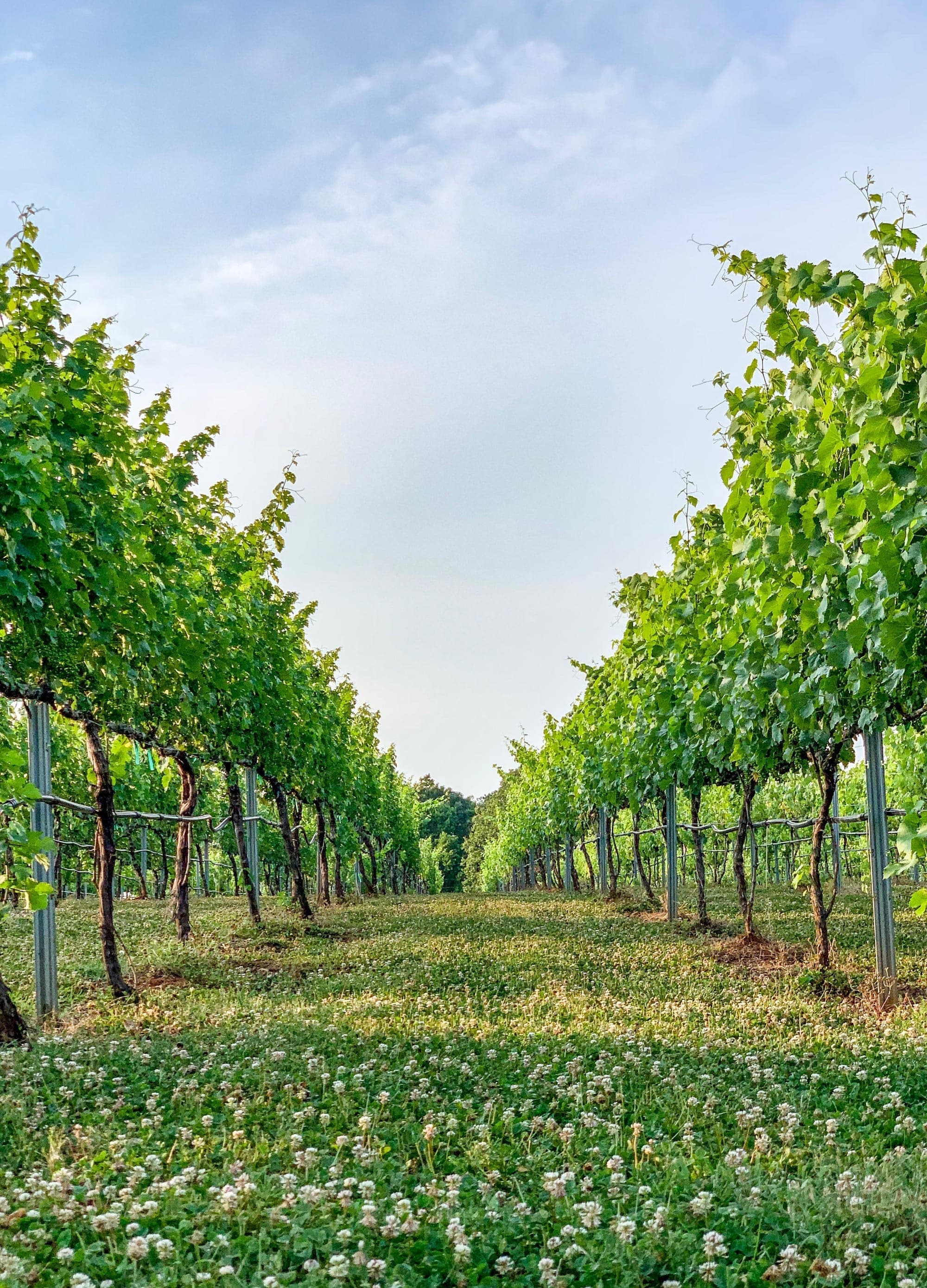 FireClay Cellars vineyard