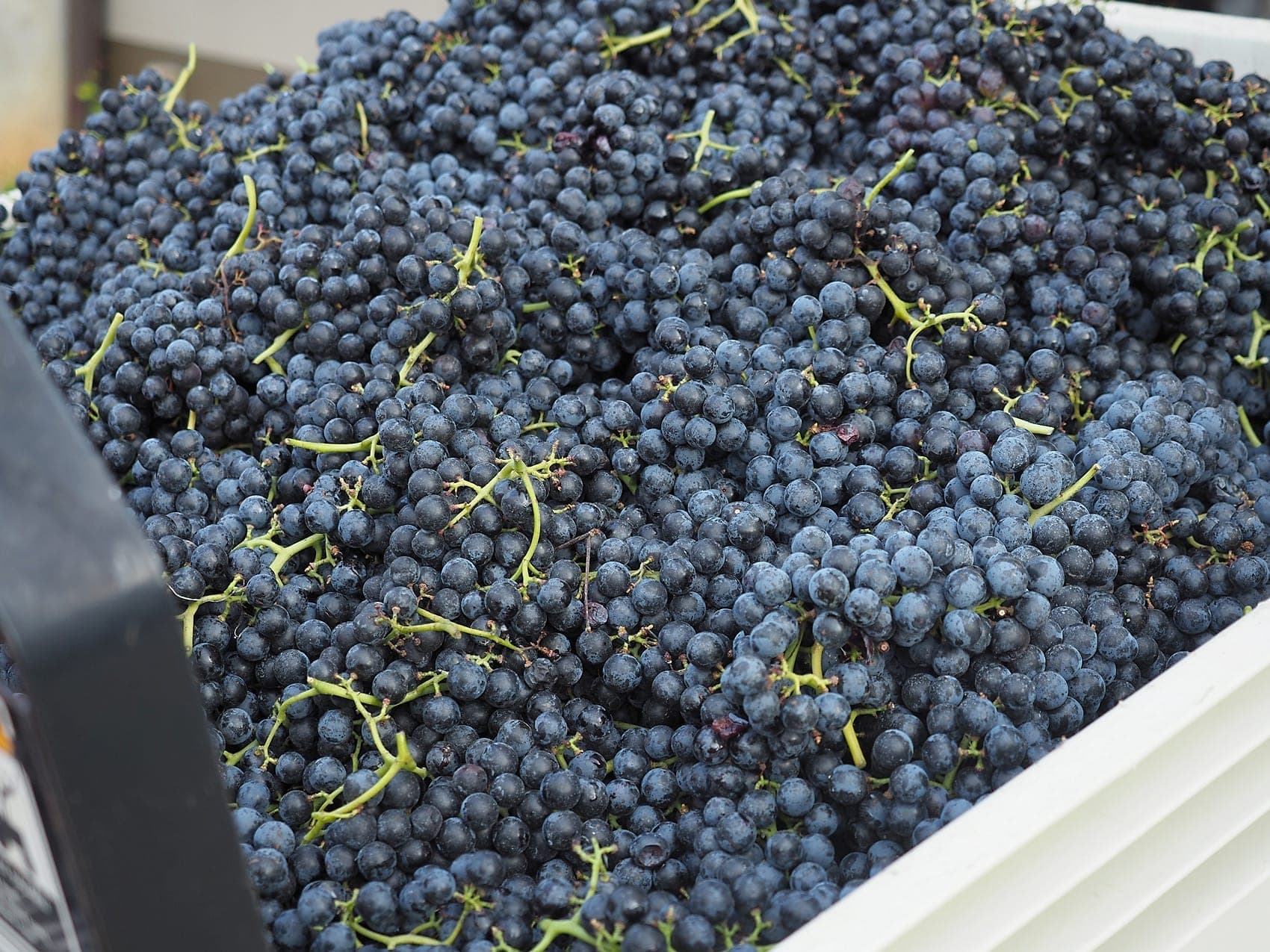 Harvested grapes at FireClay Cellars