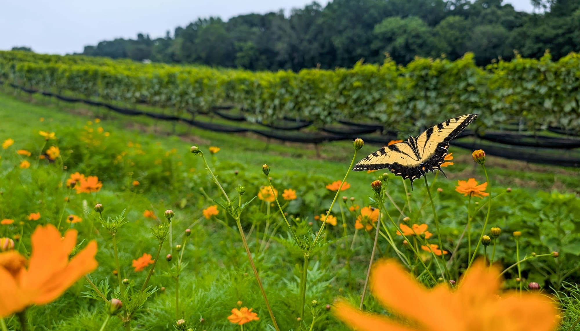 Butterfly in the FireClay Cellars vineyard