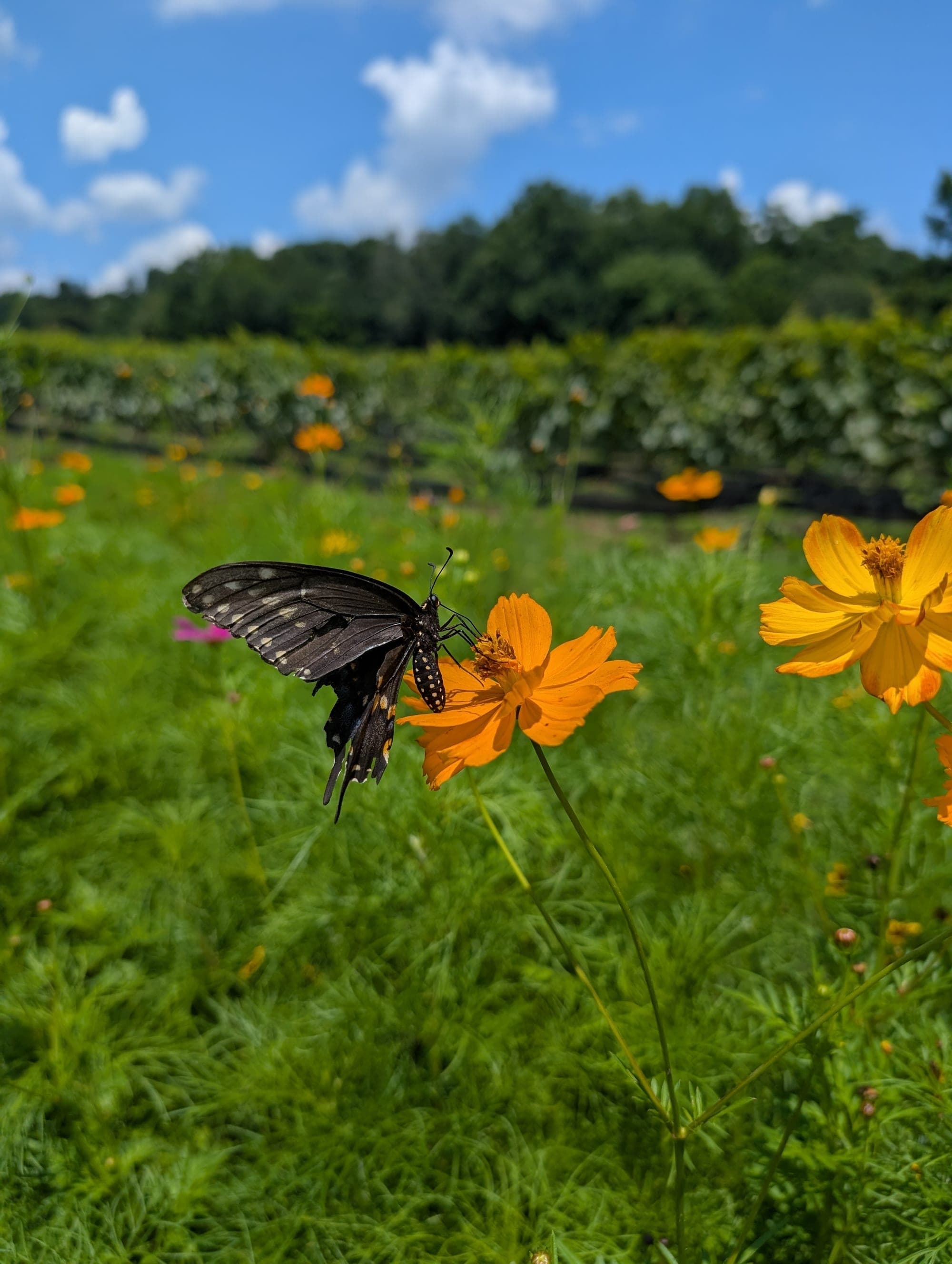 Butterfly on wildflowers in the FireClay vineyard