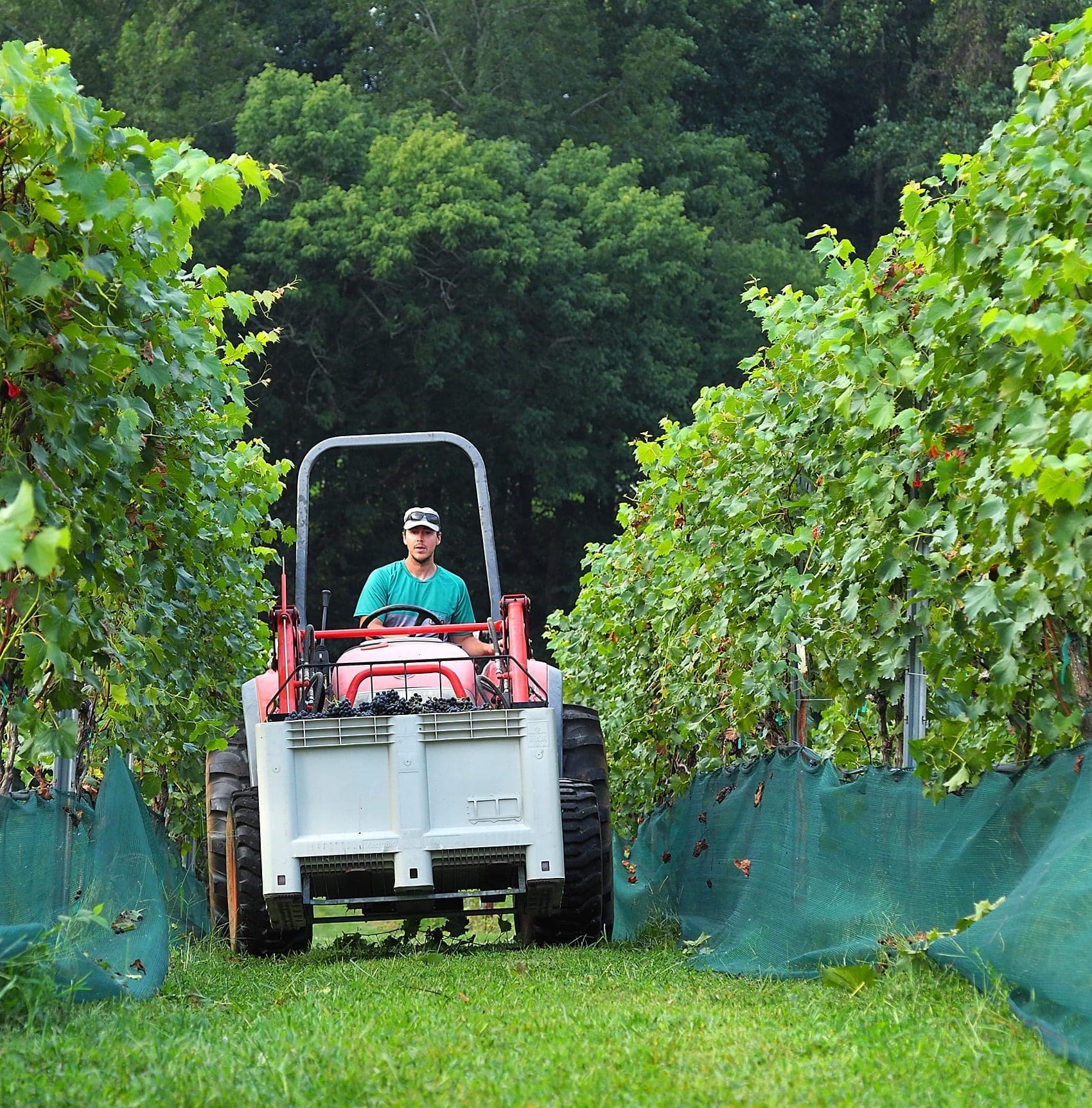 Erik driving tractor through the vineyard at harvest