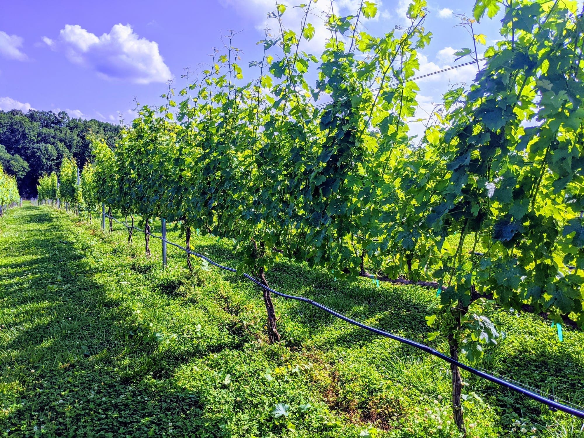Vineyard vines in spring