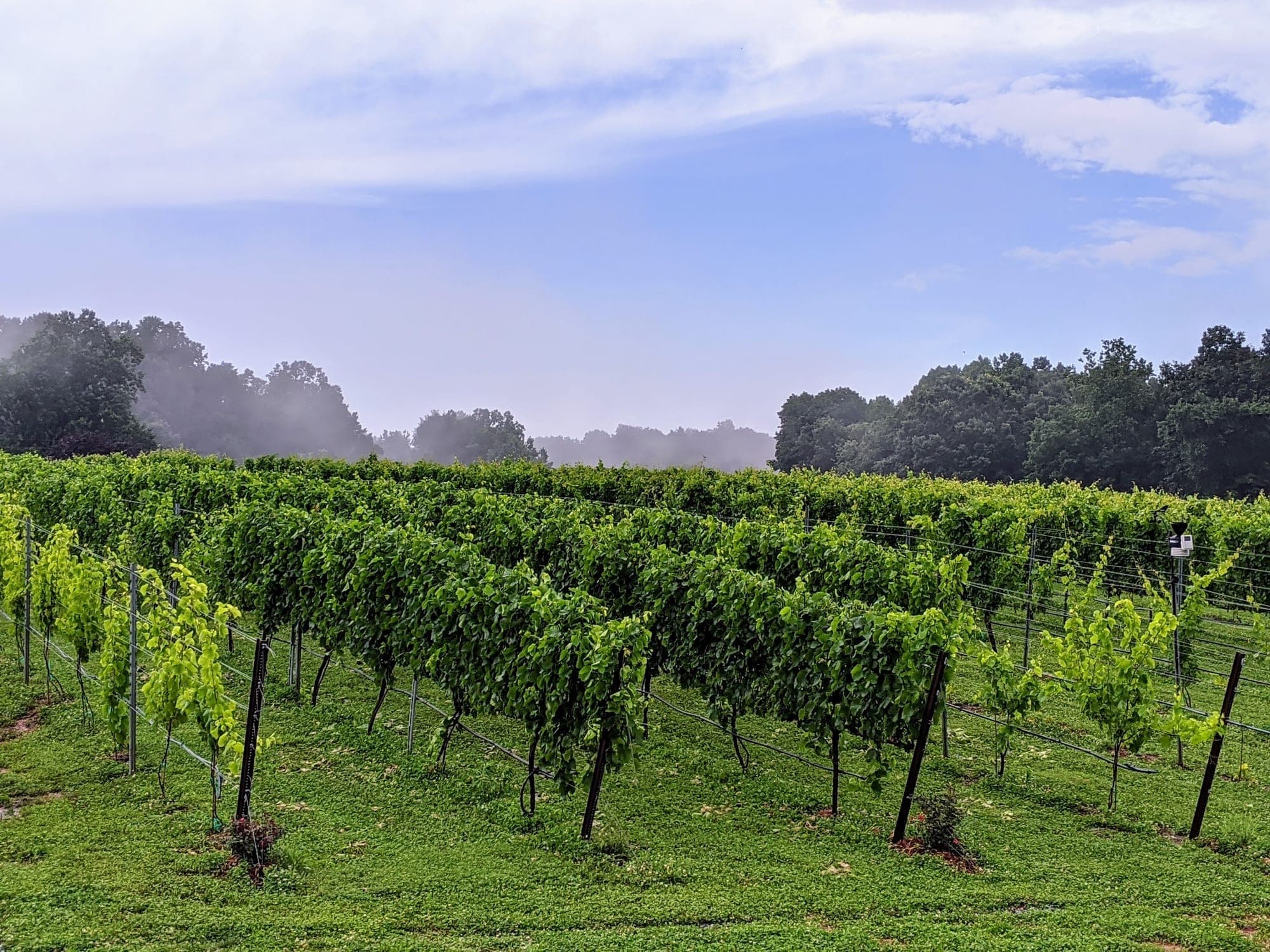 Vineyard vines in morning mist